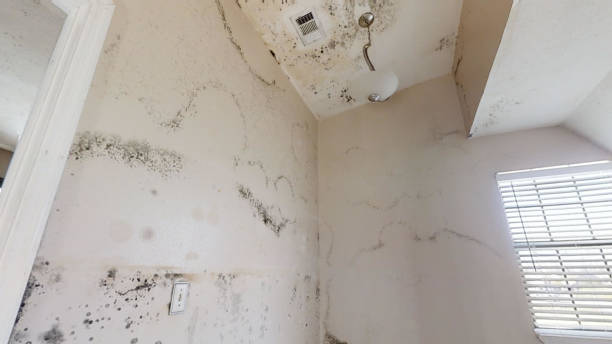 Best Mold Documentation for Insurance Claims  in Moosup, CT