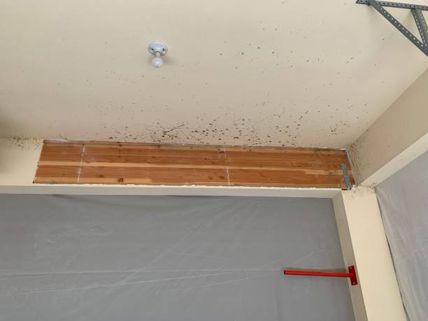 Best Basement Mold Removal  in Moosup, CT