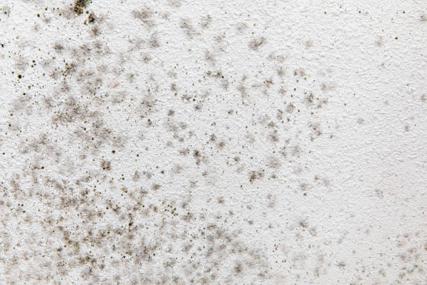 Reliable Moosup, CT Mold Removal Solutions