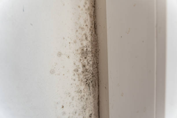 Best Mold-Related Health Consultation  in Moosup, CT
